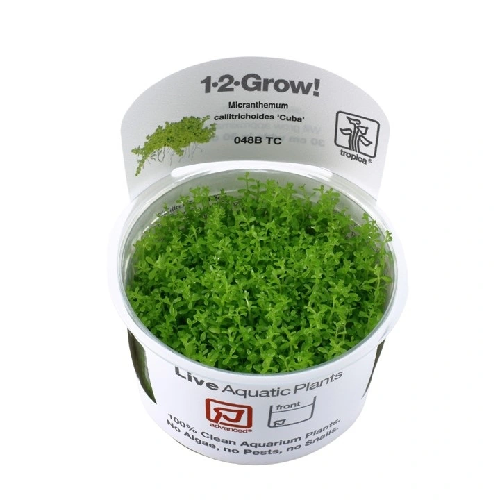 Tropica Micranthemum callitrichoides Cuba 1-2-GROW